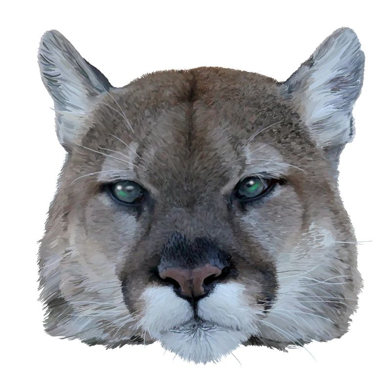 Panthère