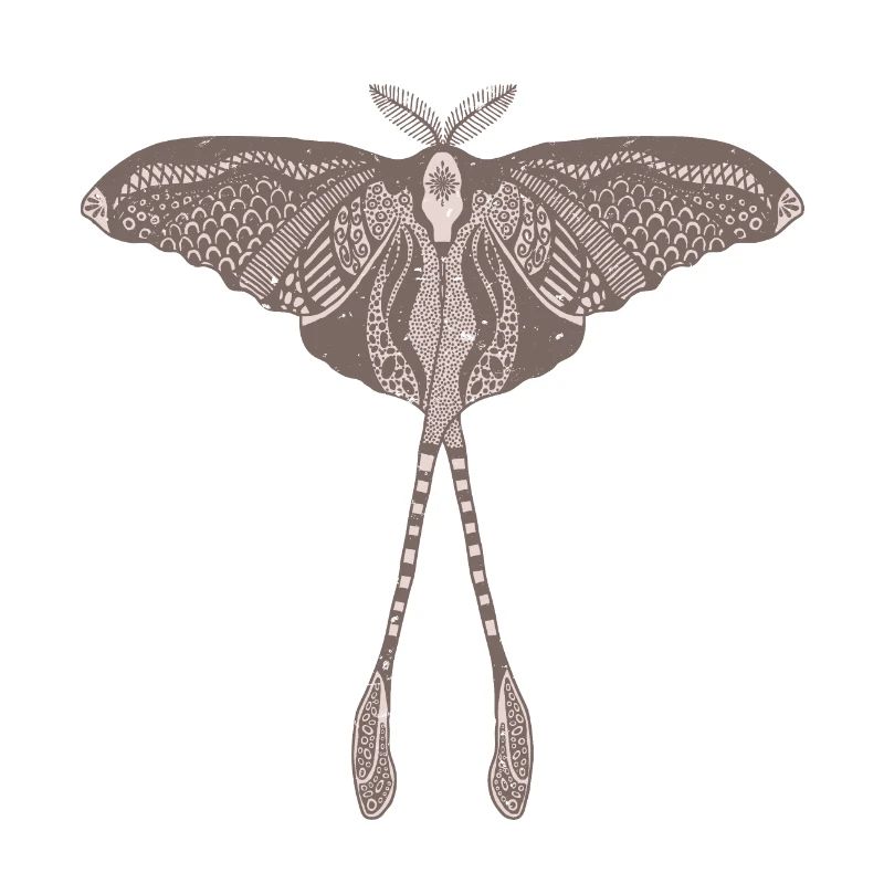 Chinese Moon Moth - Luna Moon Moth
