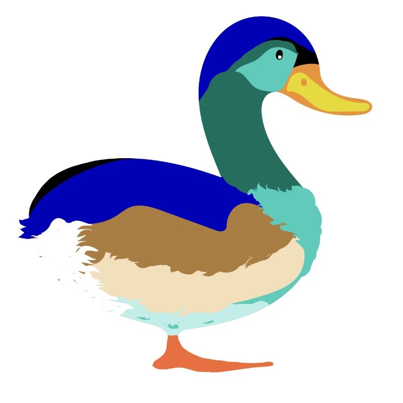 Joli Canard colvert coloré
