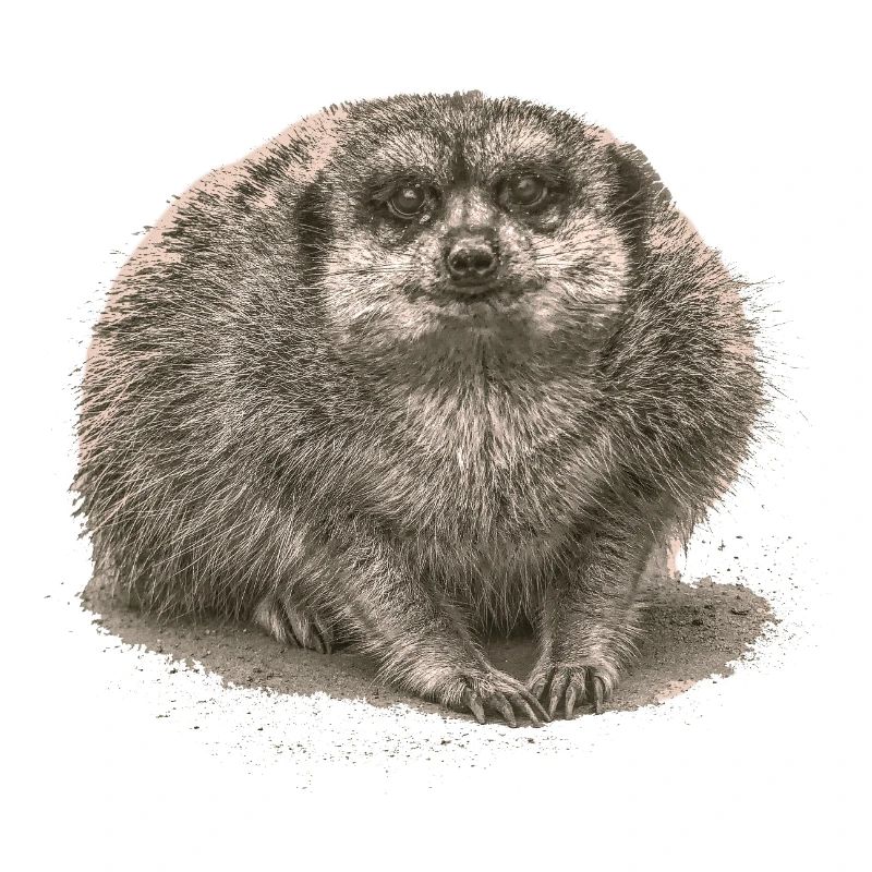 Erdmännchen sitzt im Sand