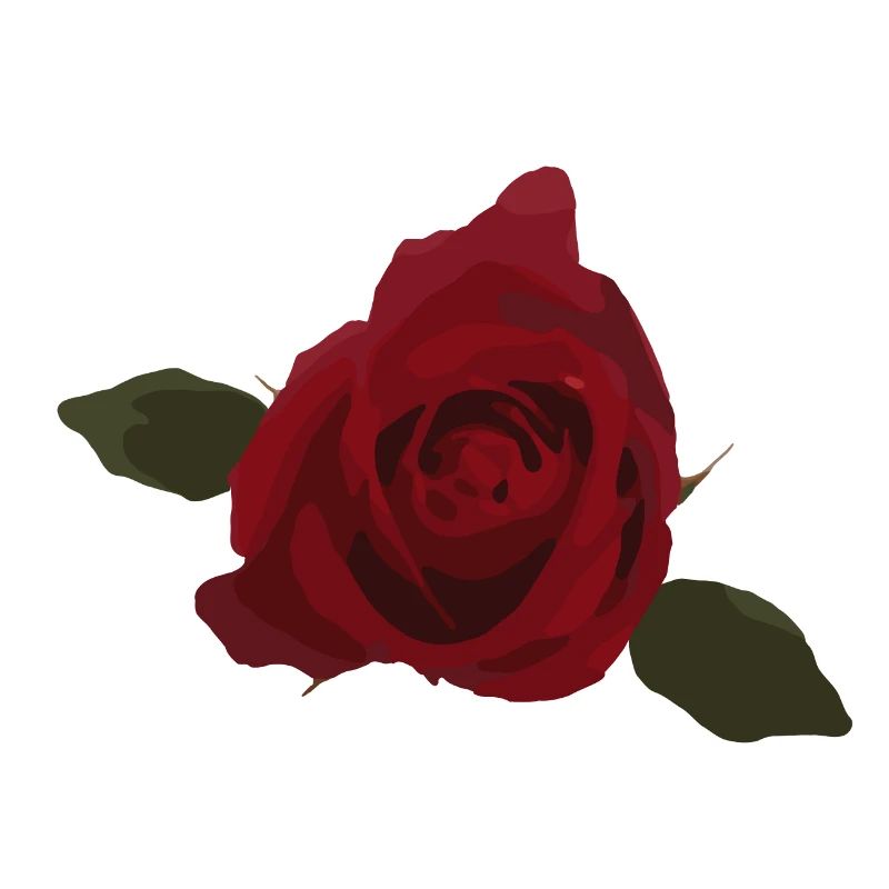 Red rose, flower, top view