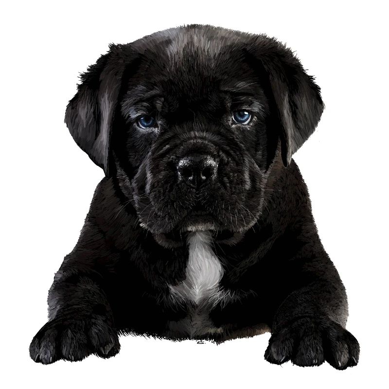 Puppy