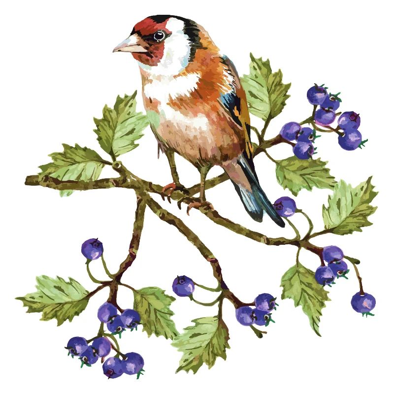 Colorful bird