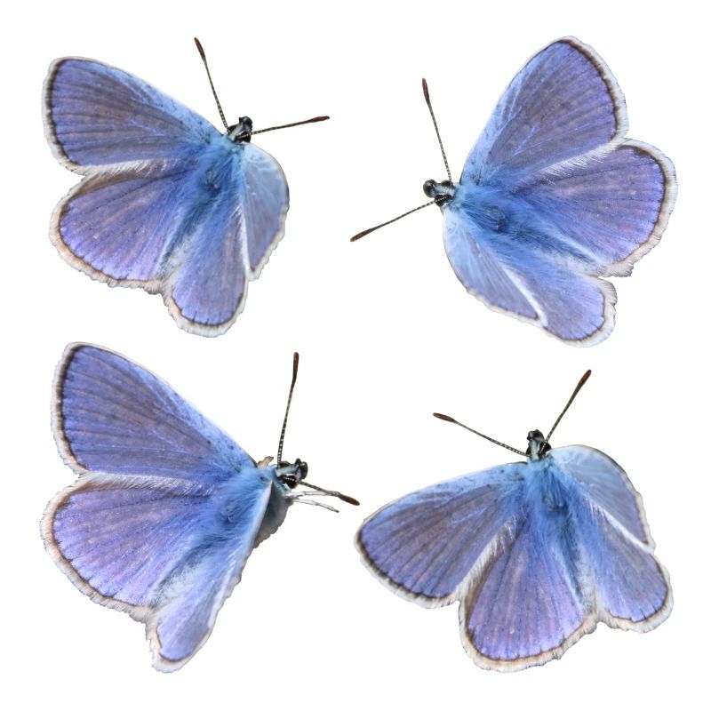 four blues