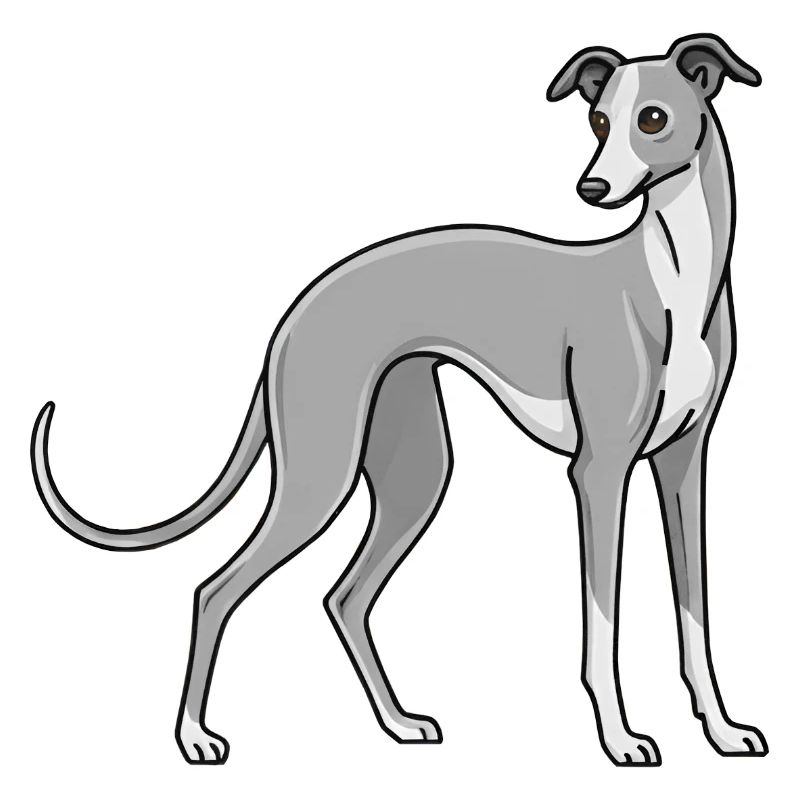 Italian Greyhound