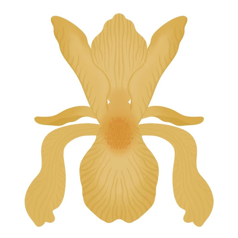 Golden Iris Bloom