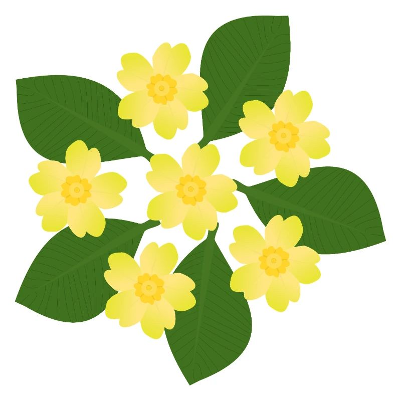 Février, Fleurs de naissance, primevères d’anniversaire, fleur d’anniversaire