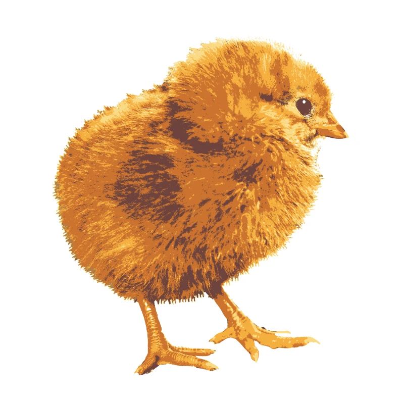 Fans de poulets - - Coq - Poussins