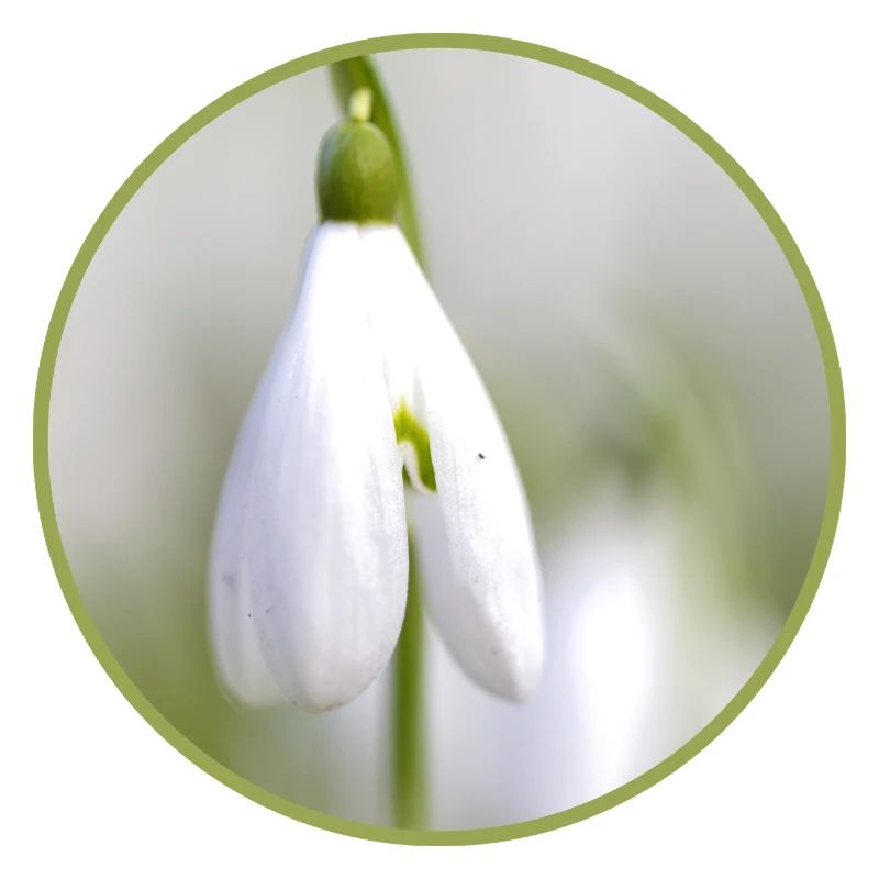 Snowdrop Blossom White Bloom Early Bloomer