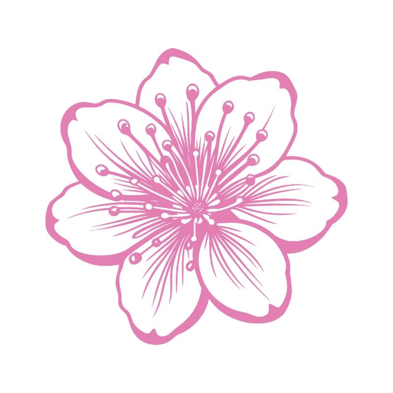 Kirschblüte