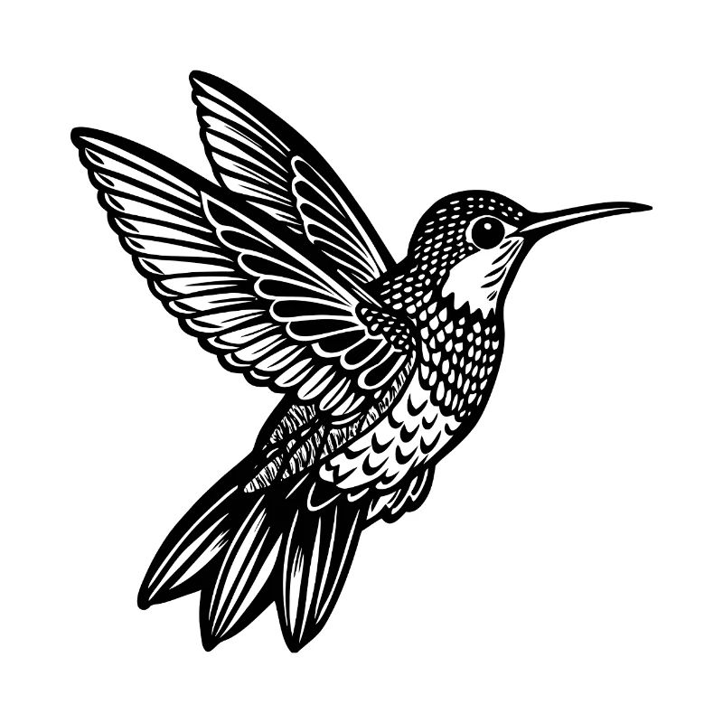 Kolibri