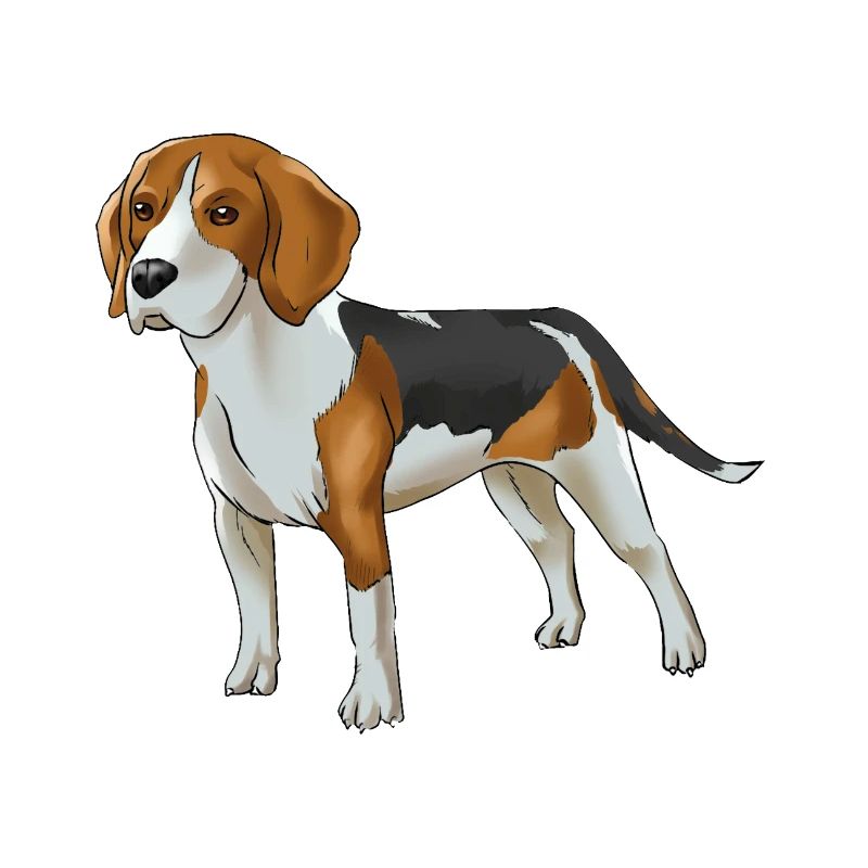 Beagle dog