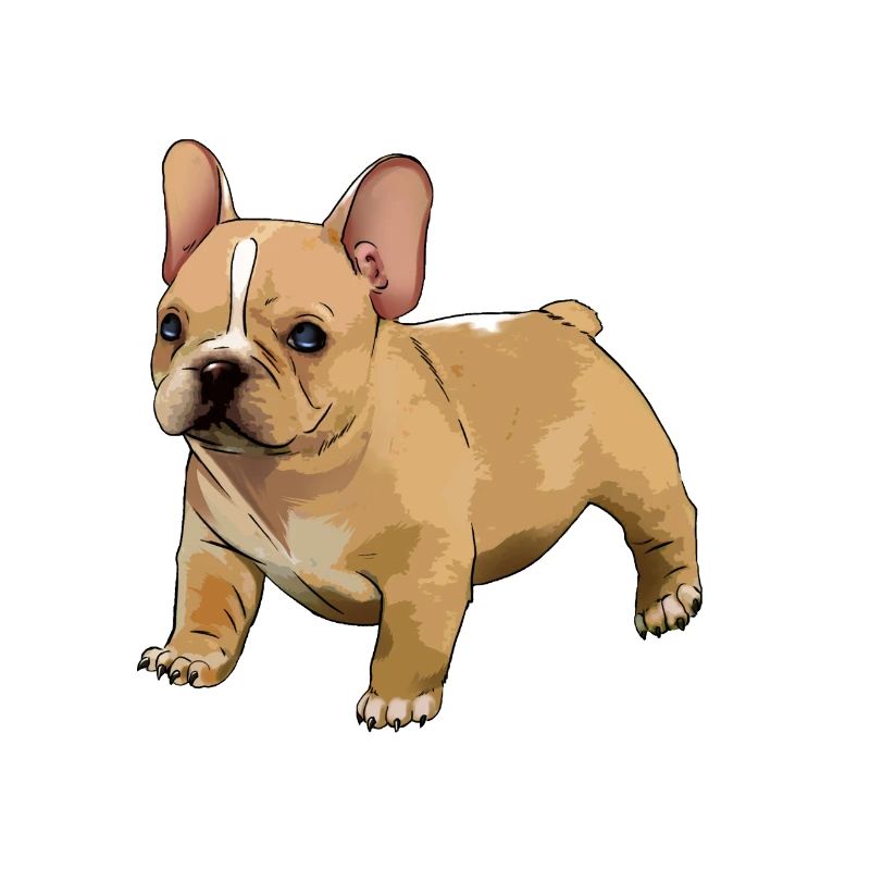 bouledogue français