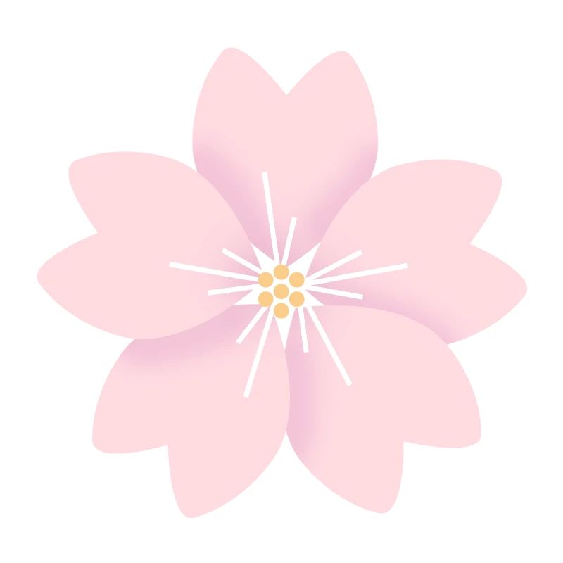 Cherry flower