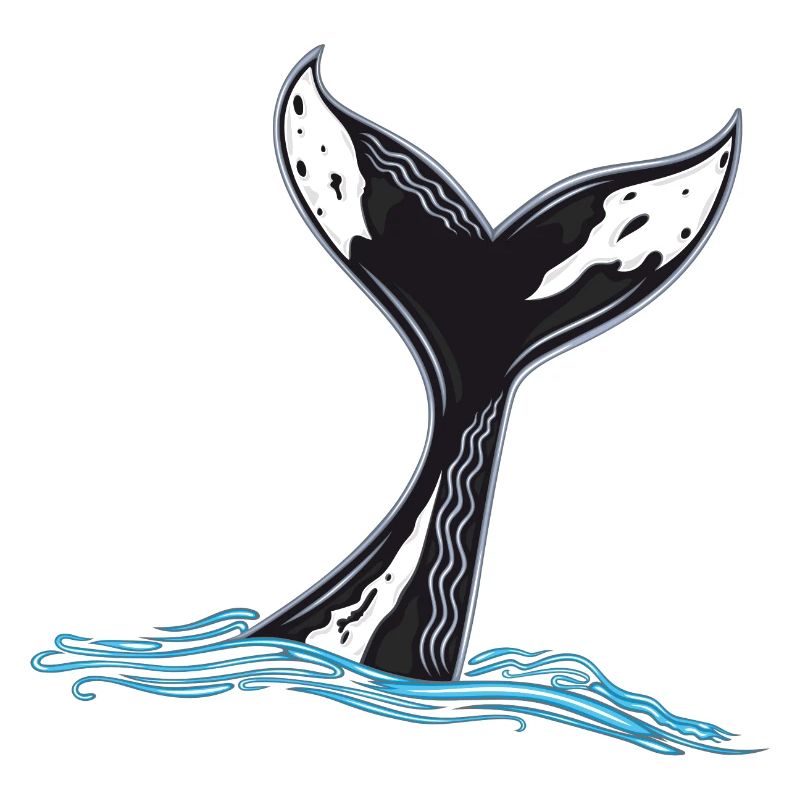 Whale Fin Whale Fin