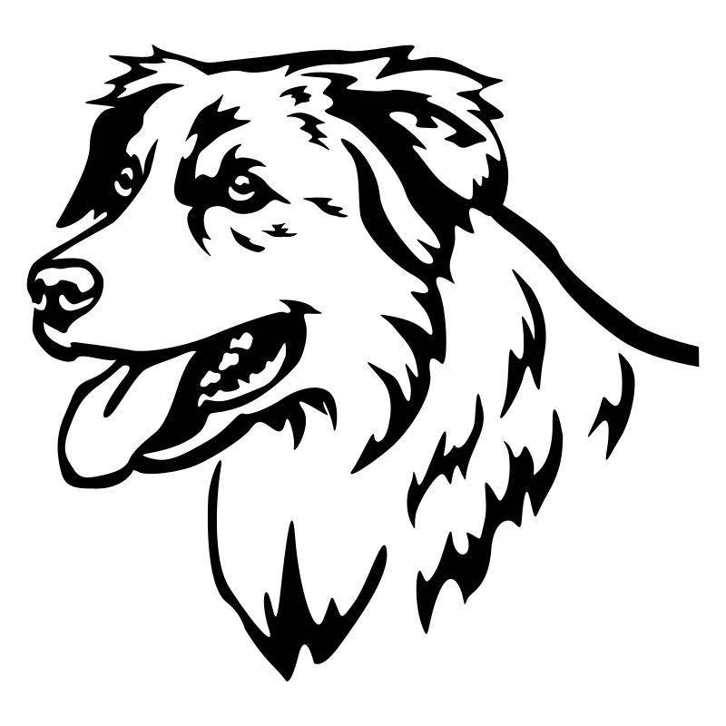 Australian Shepherd Head