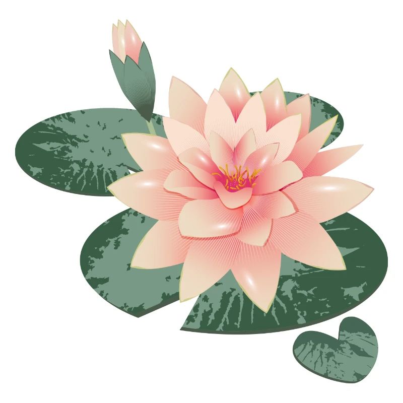 Fleur de nénuphars avec bourgeon dans l’étang de nénuphars