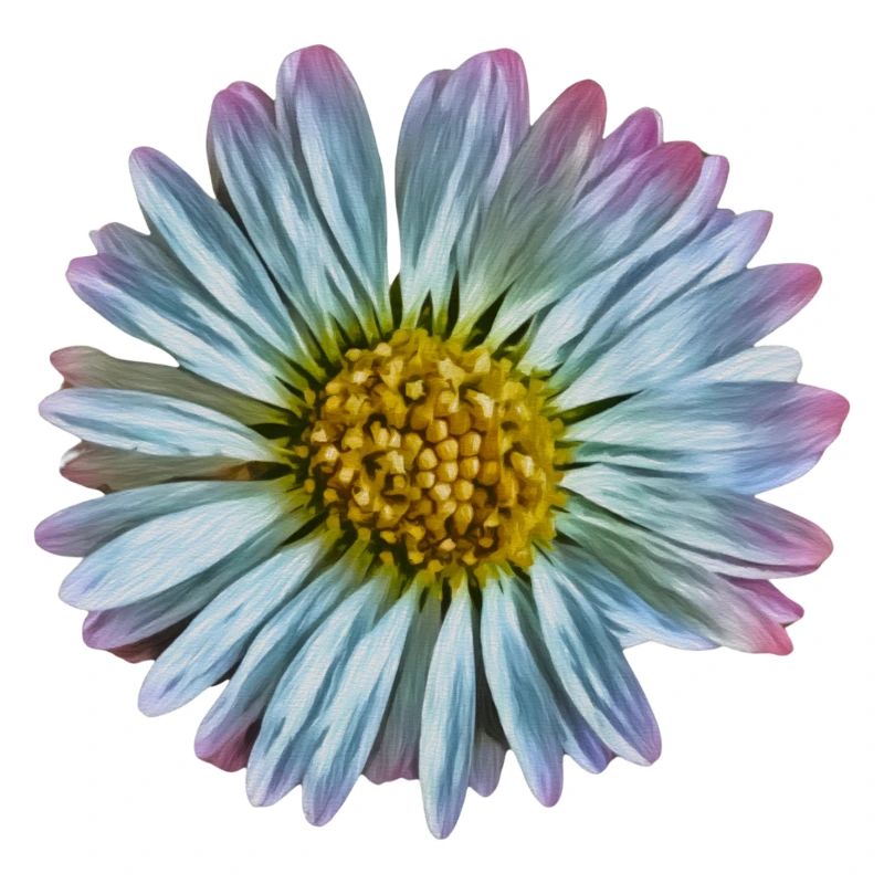 Daisy