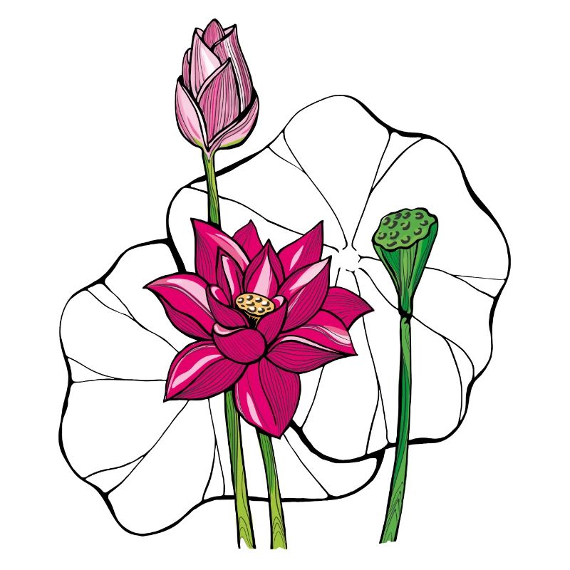 Water lily