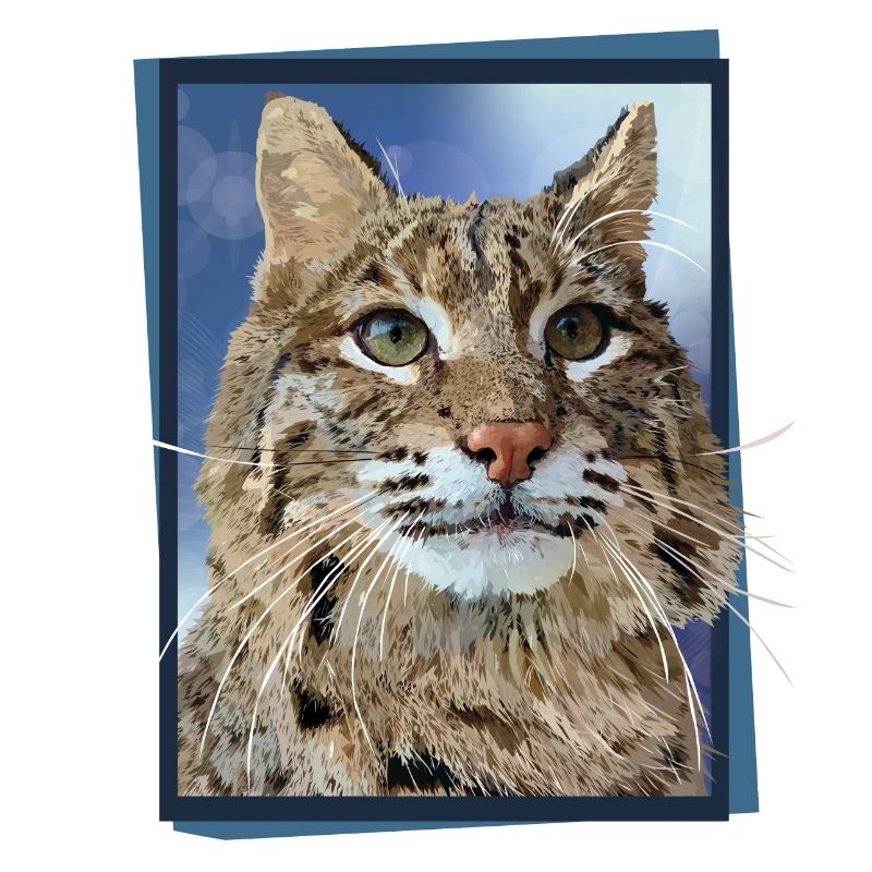 Lynx