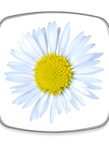 Marguerites