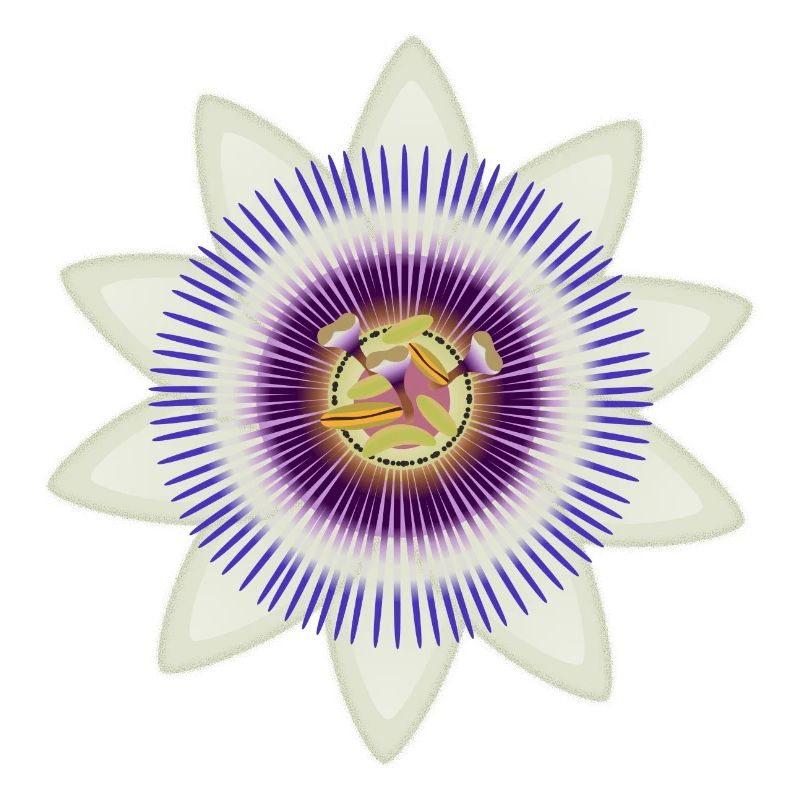 Floraison artistique d’une passiflore