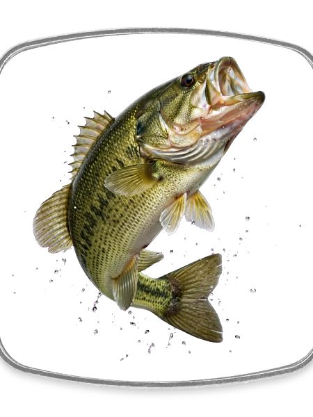 Bass in dynamic jump