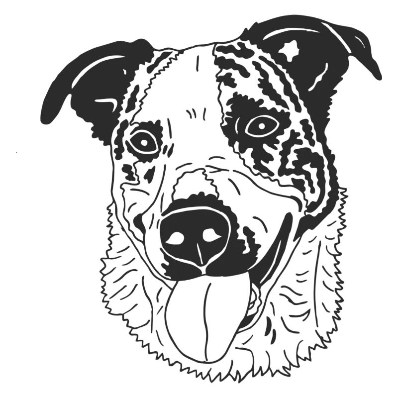 Basenji Mix
