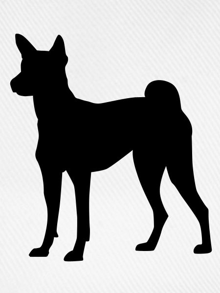 Basenji Hund
