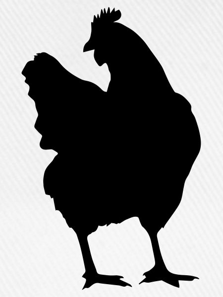 chicken