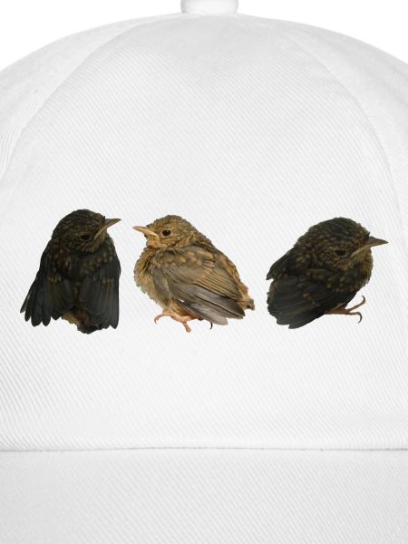 Rotkehlchen Ästlinge