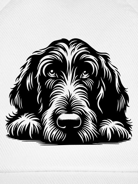 Spinone Italiano Kopf mit Pfoten