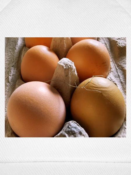 Eier