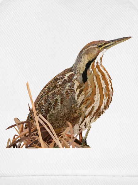 Lentiginous Bittern