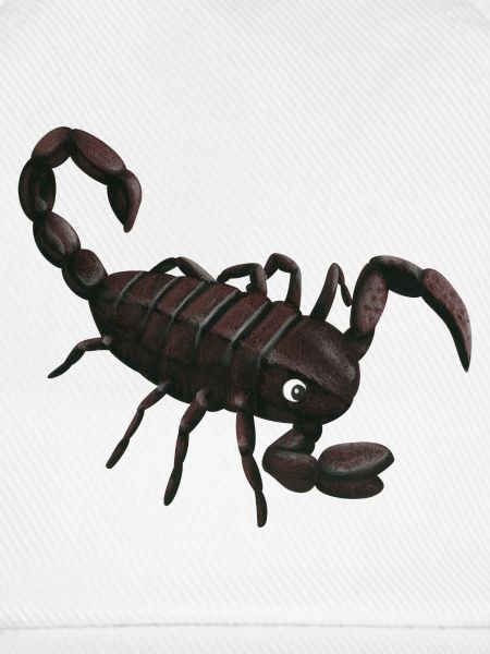 kleiner Skorpion