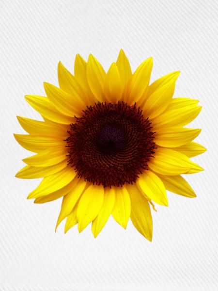 Sonnenblume Blumen Design