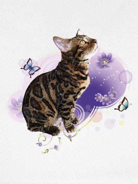 Bengalkatze