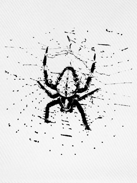 Spinne im Netz