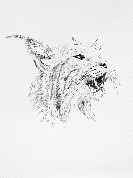 Luchs