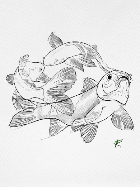Koi Karpfen