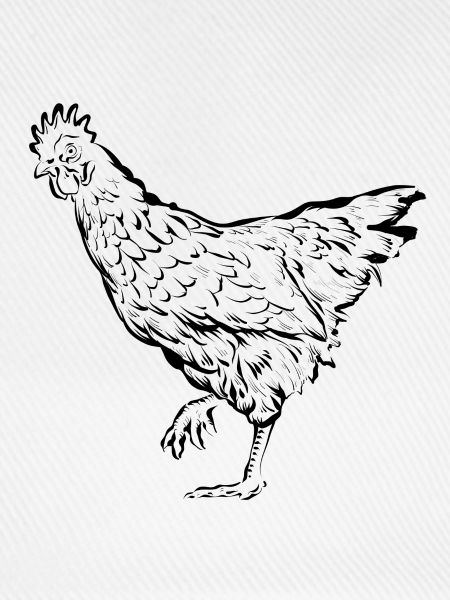 Huhn Hühner Henne