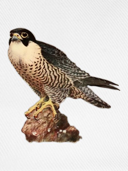 Falke Turmfalke