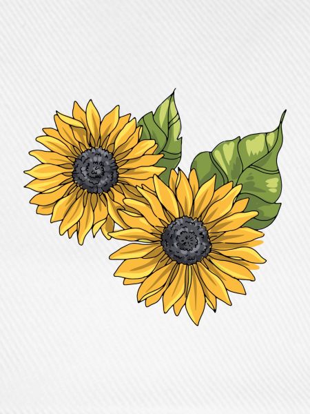 Sonnenblume Sonnenblumen