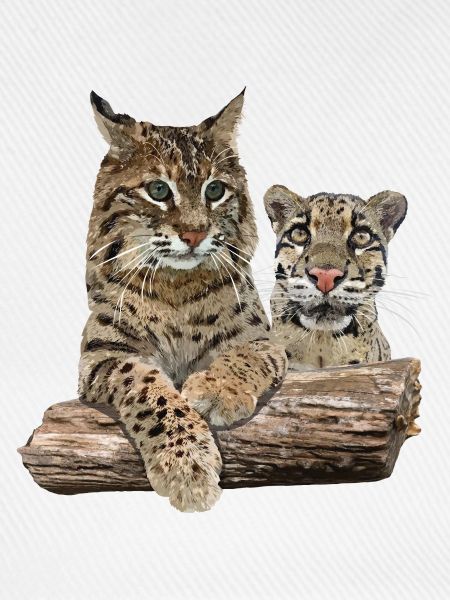 Luchs und Nebelparder