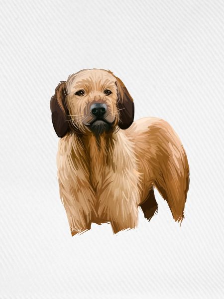 Steirische Grobhaarhund-Illustration