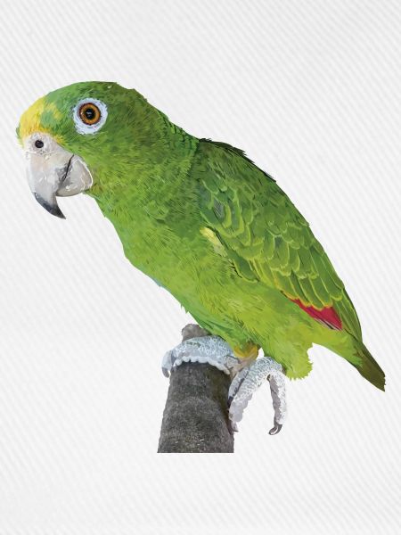 Der Amazonas-Königspapagei