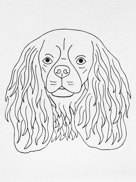 Cavalier King Charles Spaniel