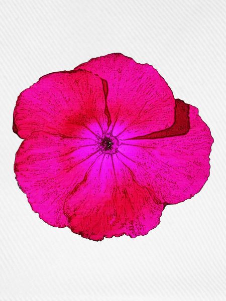 bartnelke, tolle blumendesigns