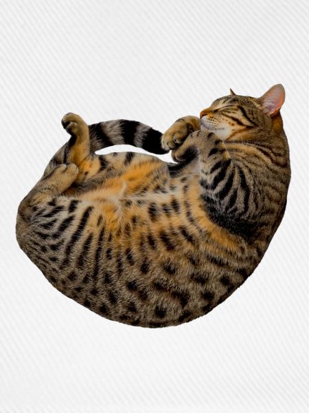 schlafende getigerte katze