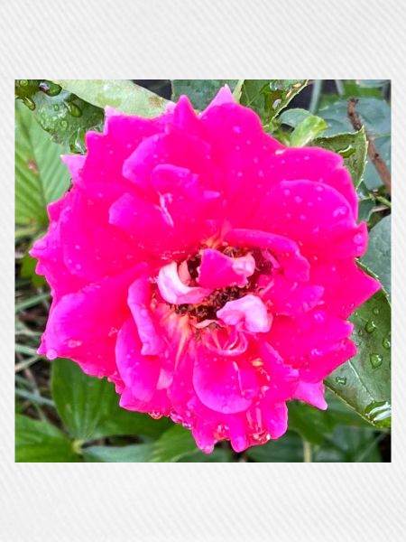 Rosa Rosenblüte
